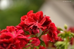 small_DSC_7405