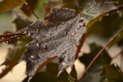 small_DSC_7407