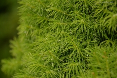 small_DSC_7410