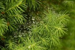 small_DSC_7414