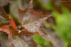 small_DSC_7415