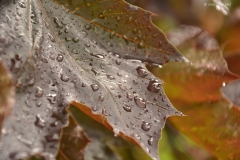 small_DSC_7416