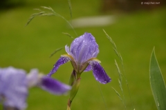 small_DSC_7420