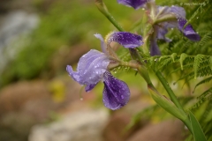 small_DSC_7422