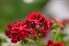 small_DSC_7423