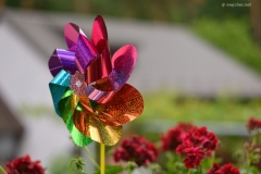 small_DSC_7424
