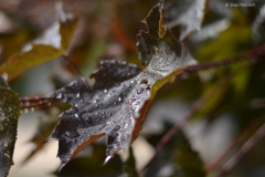 small_DSC_7431