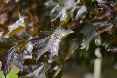 small_DSC_7433