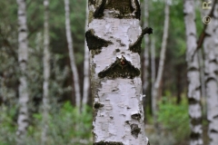small_wm_DSC_8226