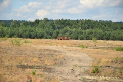 small_wm_DSC_8249